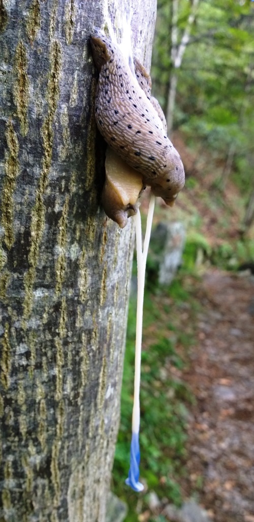 Limax redii?